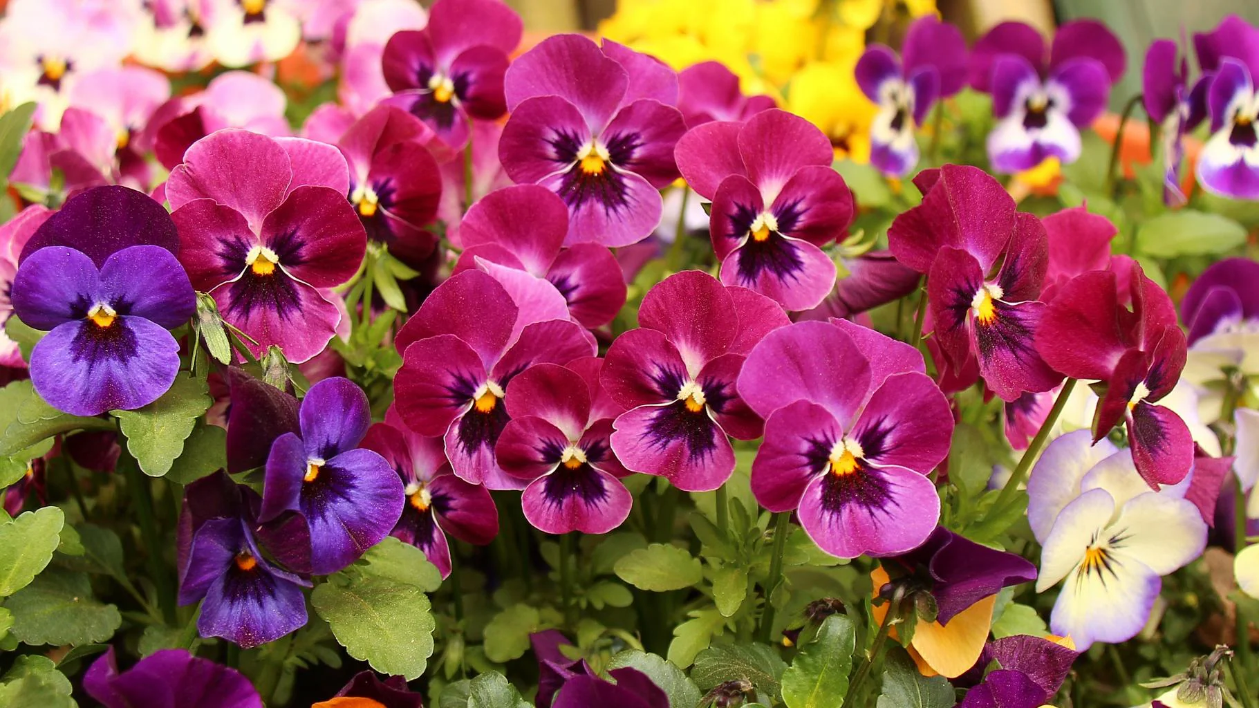 Viola Wittrockiana <br>PANSY MIX - Image 3