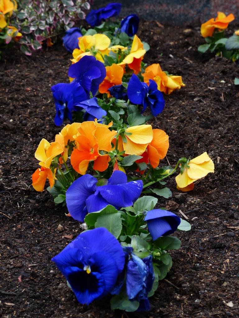 Viola Wittrockiana <br>PANSY MIX - Image 4