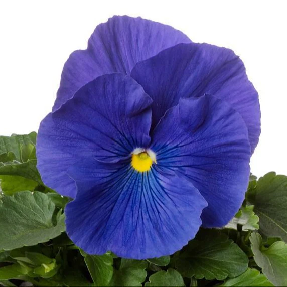 Viola Wittrockiana <br>TRUE BLUE PANSY