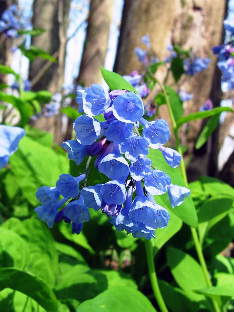 Mertensia virginica <br>VIRGINIA WOODLAND BLUEBELLS