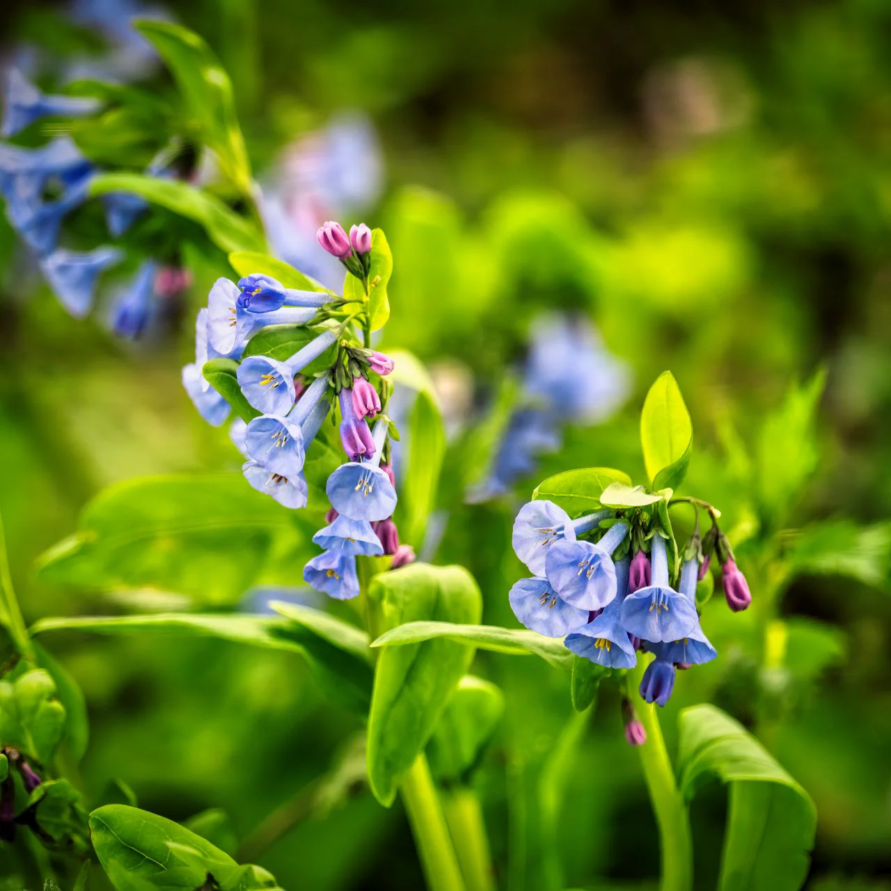 Mertensia virginica <br>VIRGINIA WOODLAND BLUEBELLS - Image 2