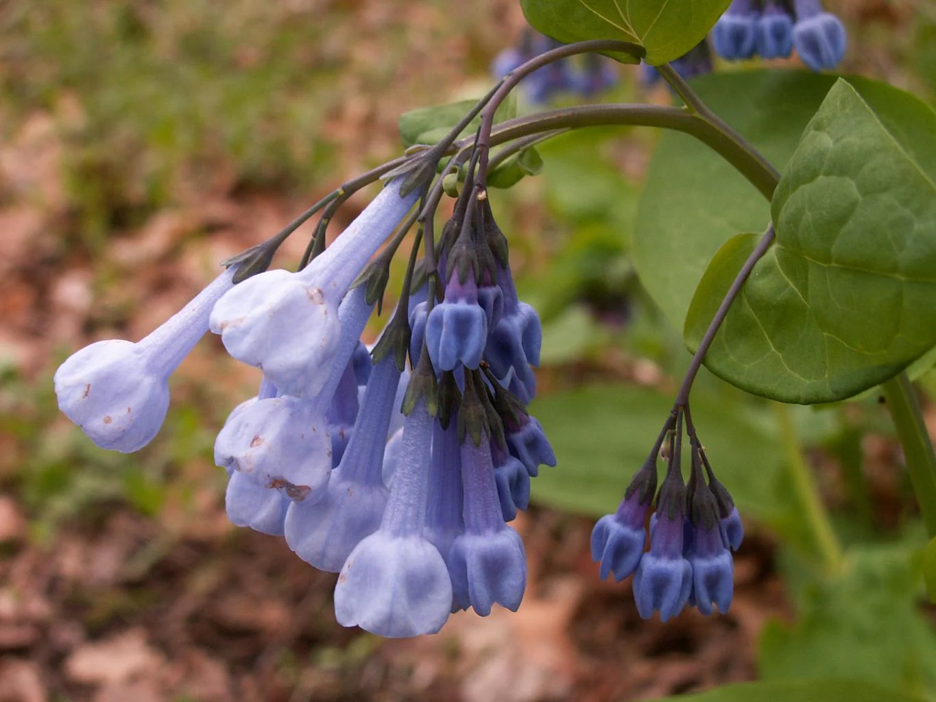 Mertensia virginica <br>VIRGINIA WOODLAND BLUEBELLS - Image 3