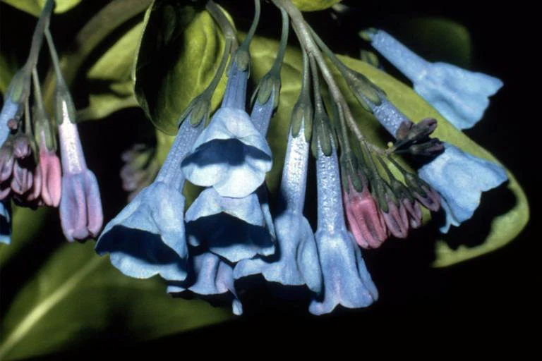 Mertensia virginica <br>VIRGINIA WOODLAND BLUEBELLS - Image 4