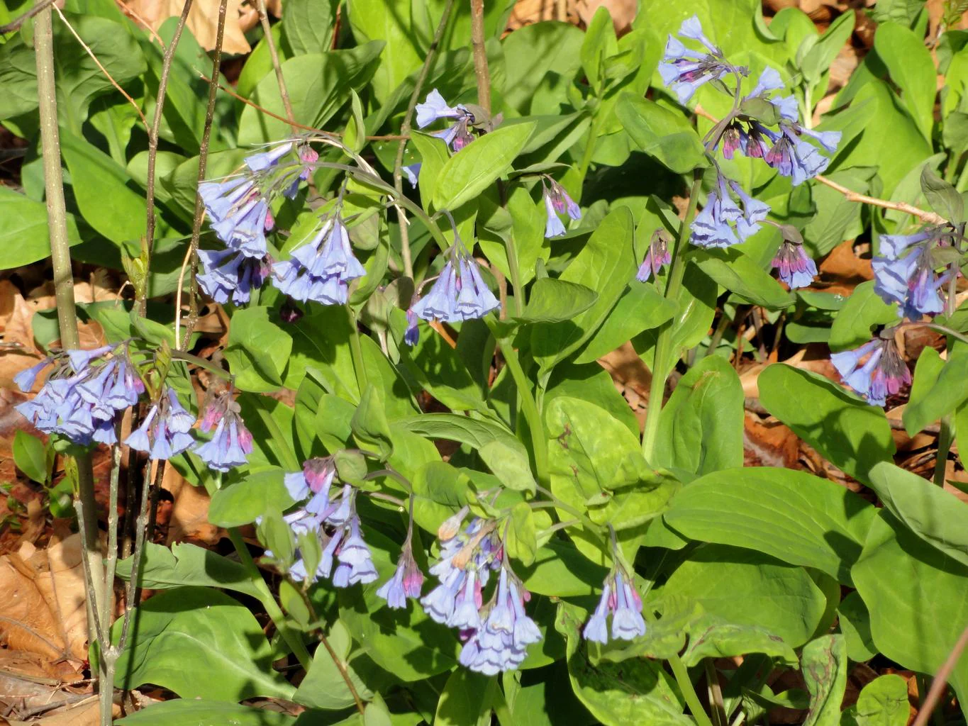 Mertensia virginica <br>VIRGINIA WOODLAND BLUEBELLS - Image 5