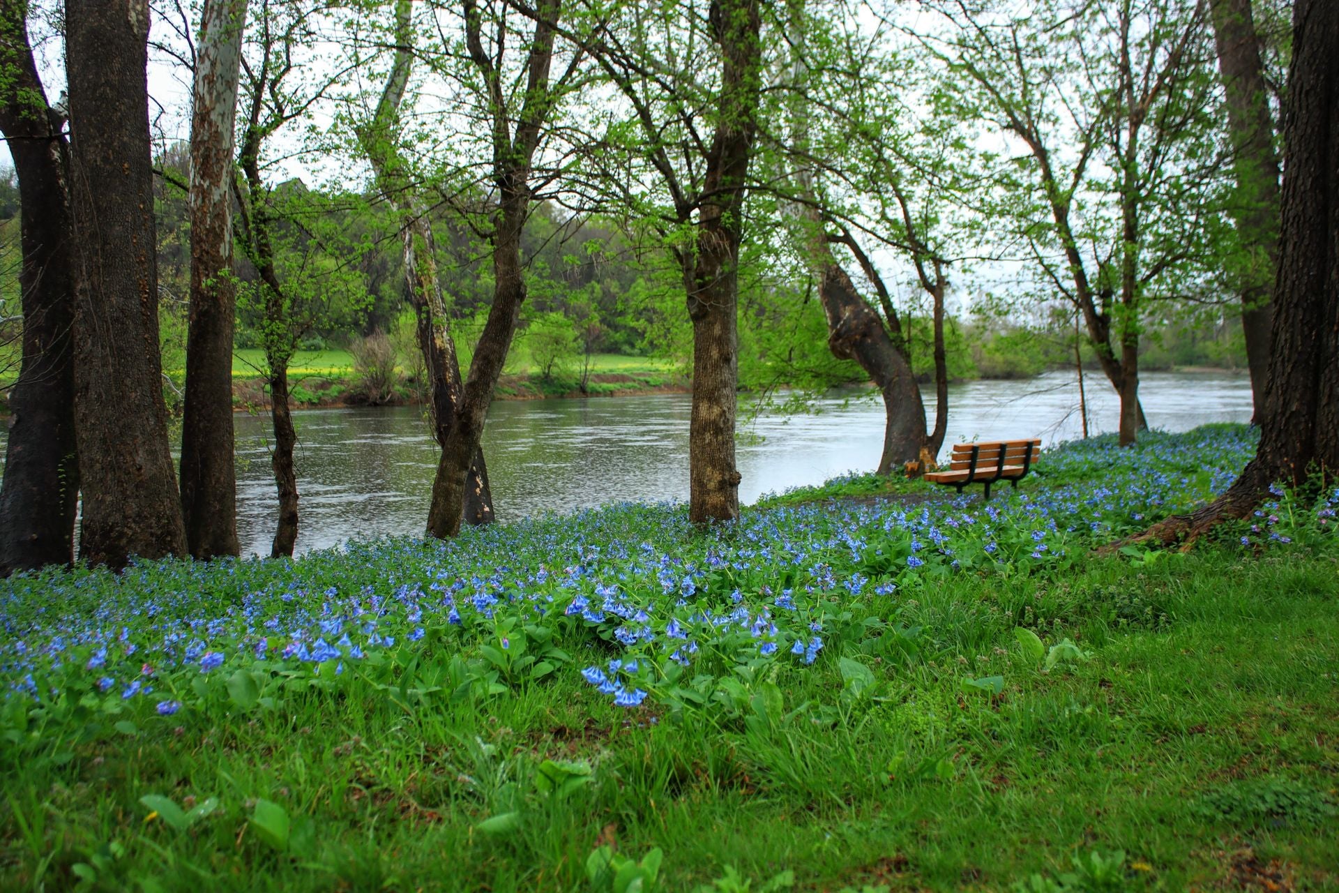 Mertensia virginica <br>VIRGINIA WOODLAND BLUEBELLS - Image 6