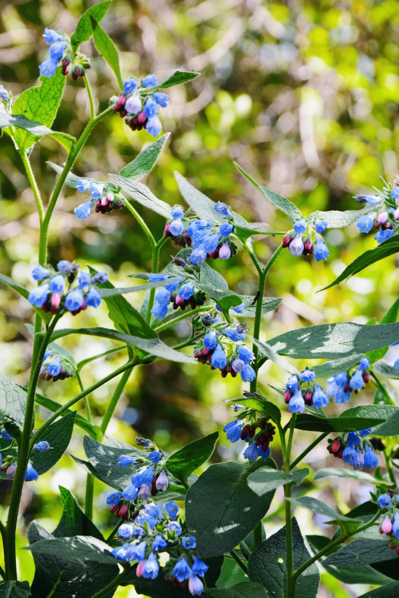 Mertensia virginica <br>VIRGINIA WOODLAND BLUEBELLS - Image 7