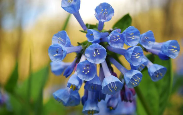 Mertensia virginica <br>VIRGINIA WOODLAND BLUEBELLS - Image 8