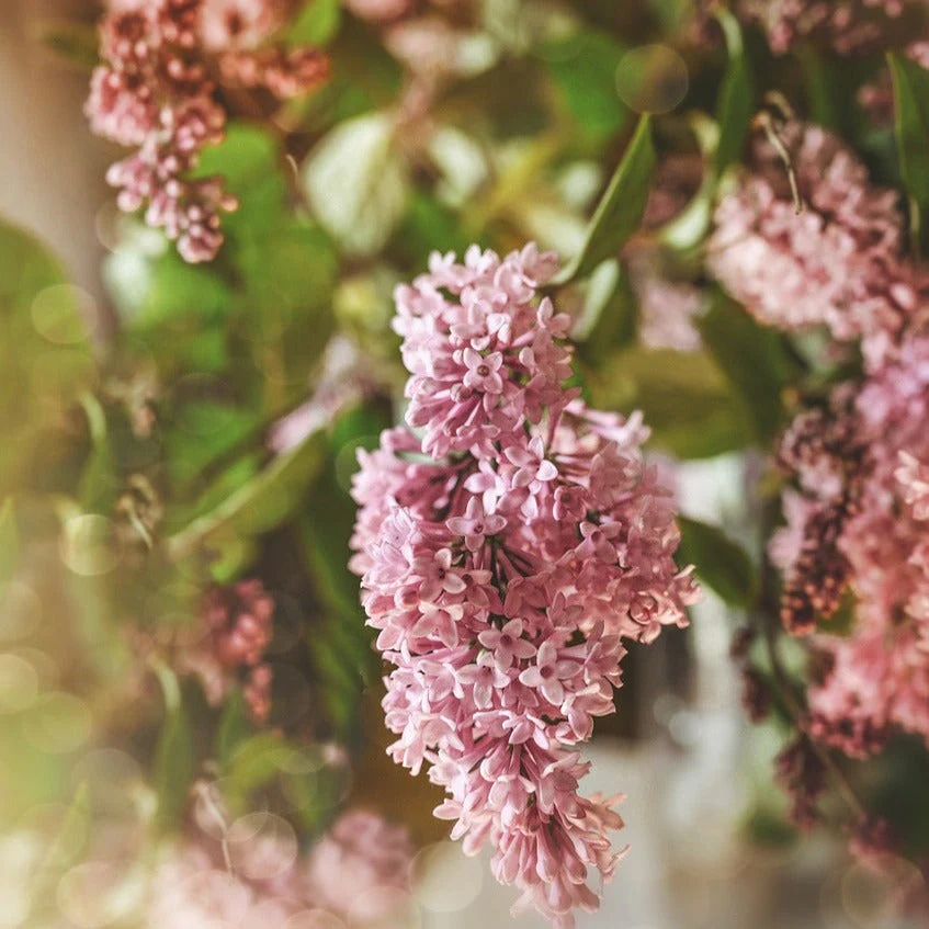 Syringa komarowii reflexa <br>WEEPING NODDING LILAC