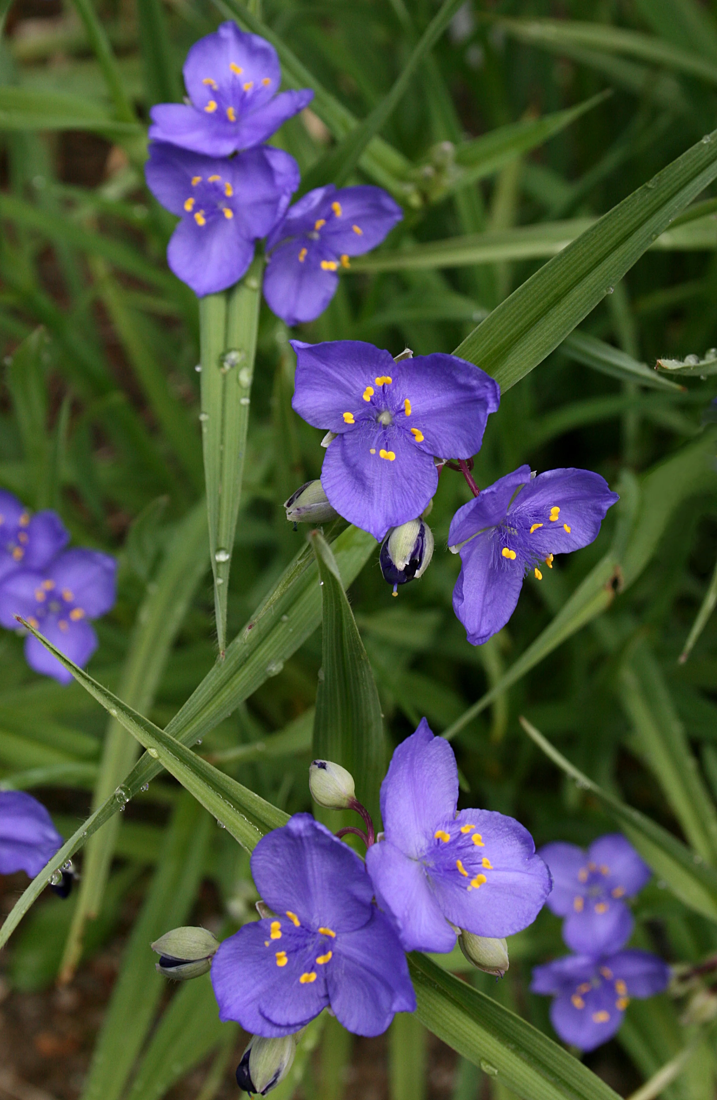 Tradescantia occidentalis <br>WESTERN SPIDERWORT