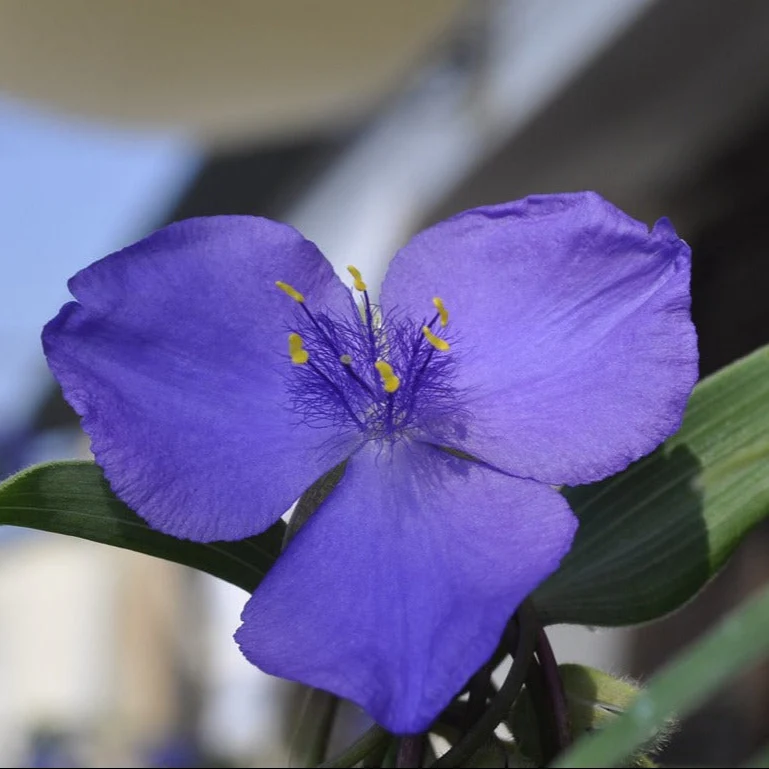 Tradescantia occidentalis <br>WESTERN SPIDERWORT - Image 2