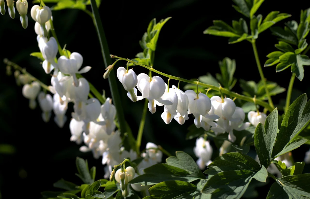 Dicentra <br>WHITE BLEEDING HEART - Image 2