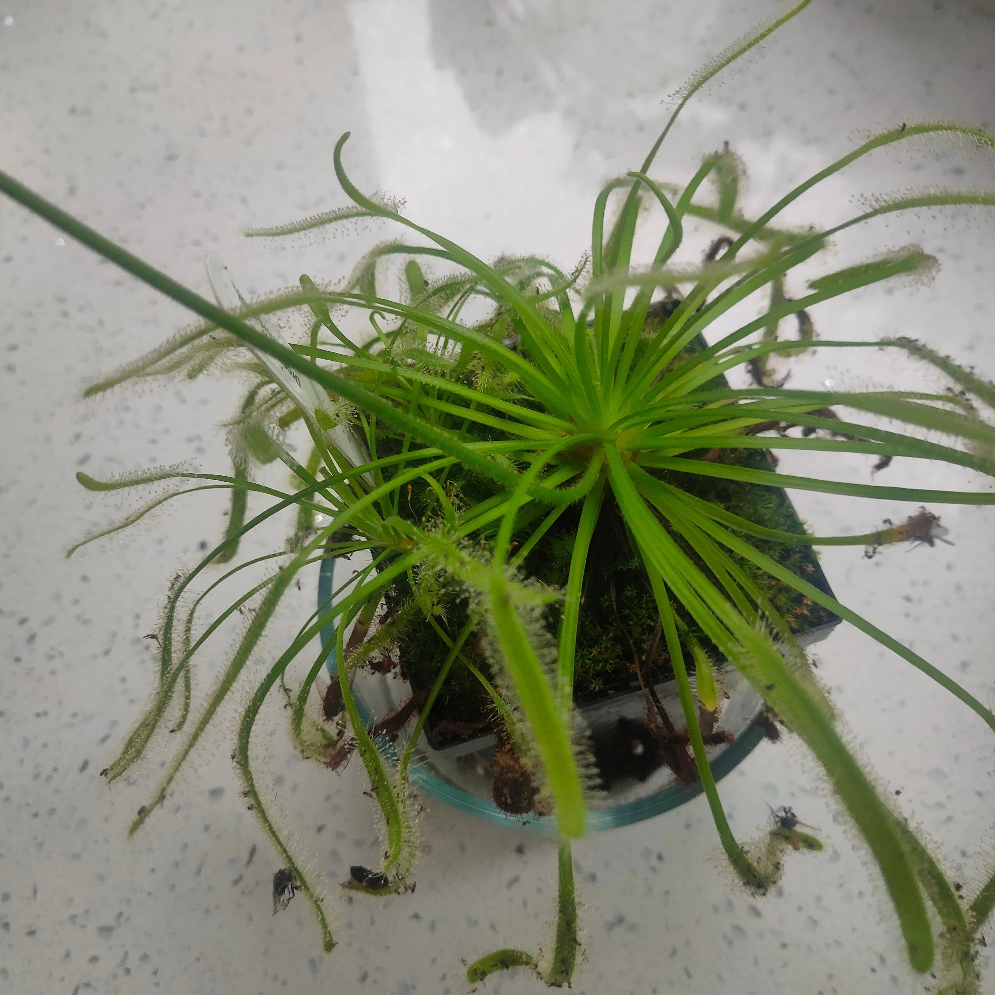 Drosera capensis alba <br>CAPE SUNDEW WHITE FLOWER