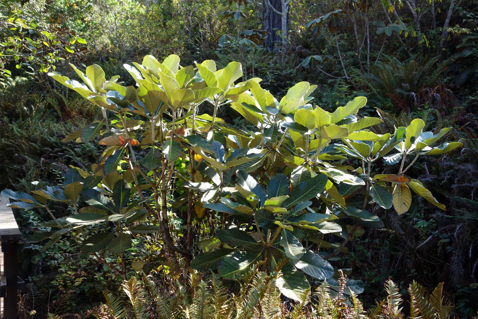 Rhododendron macabeanum <br>WHITE RHODODENDRON - Image 5