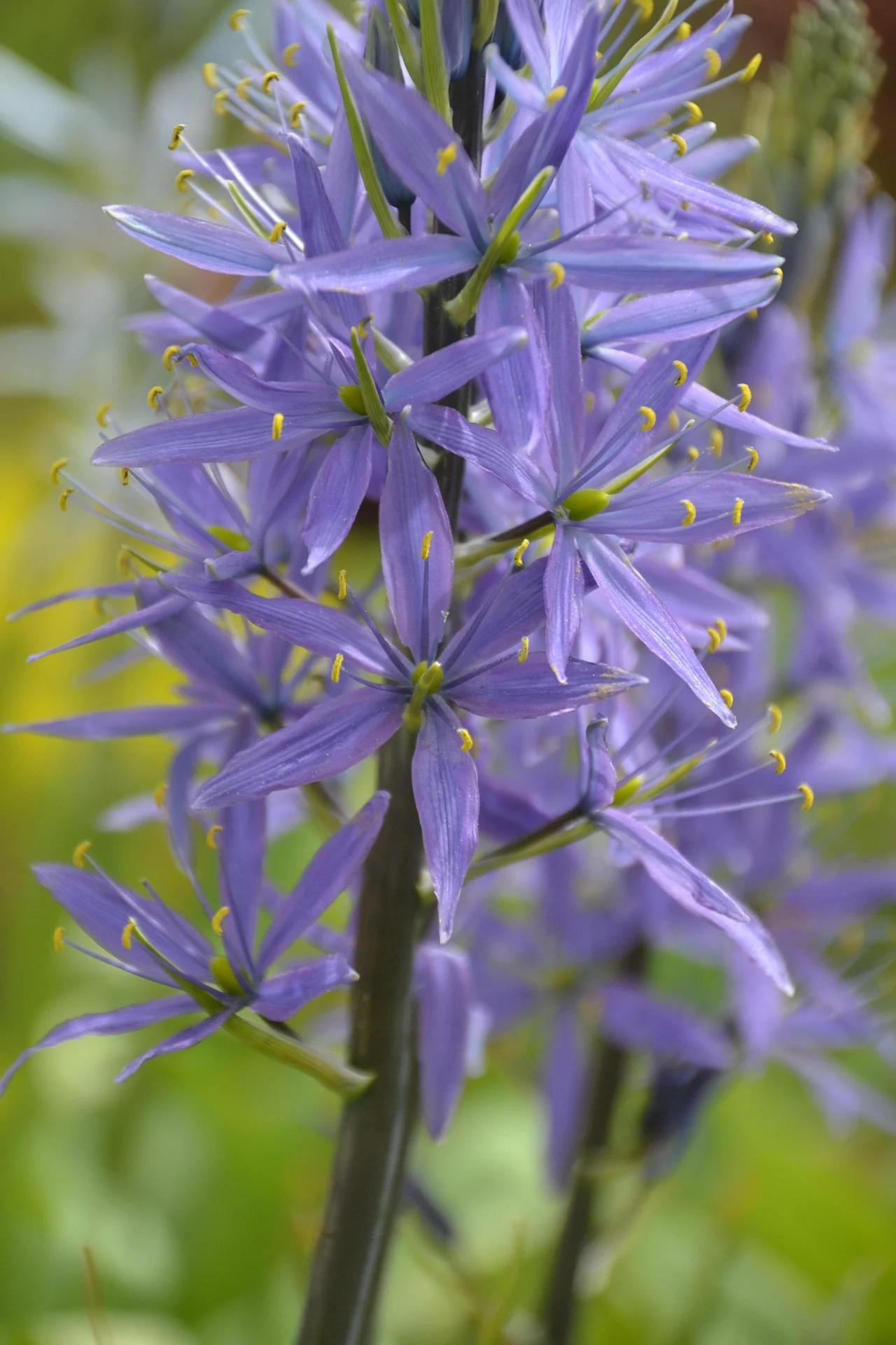 Camassia scilloides <br>WILD HYACINTH CAMAS - Image 2