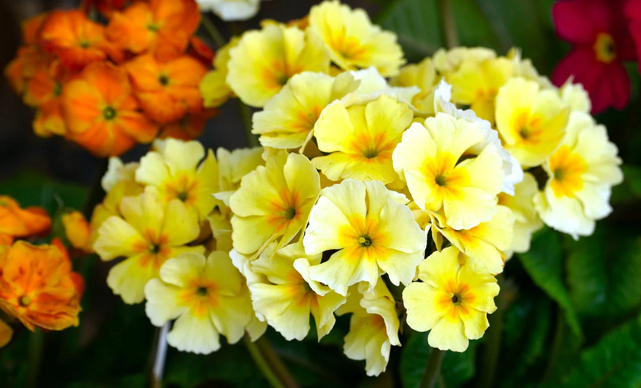 Primula vulgaris <br>WILD PRIMROSE - Image 3