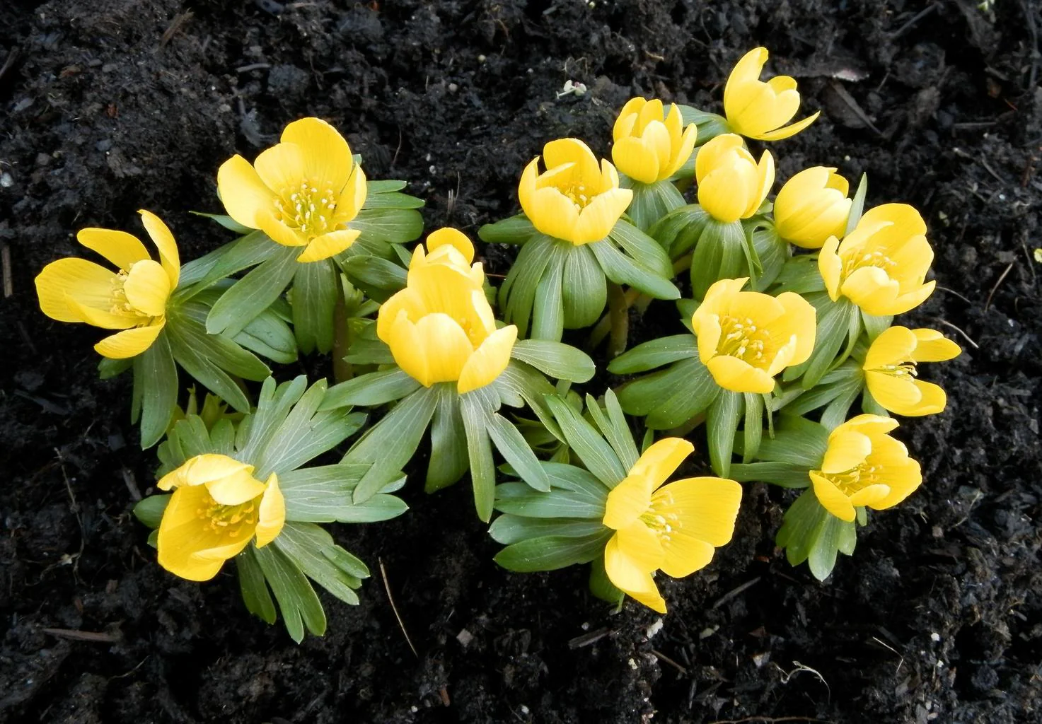Eranthis hyemalis <br>WINTER ACONITE
