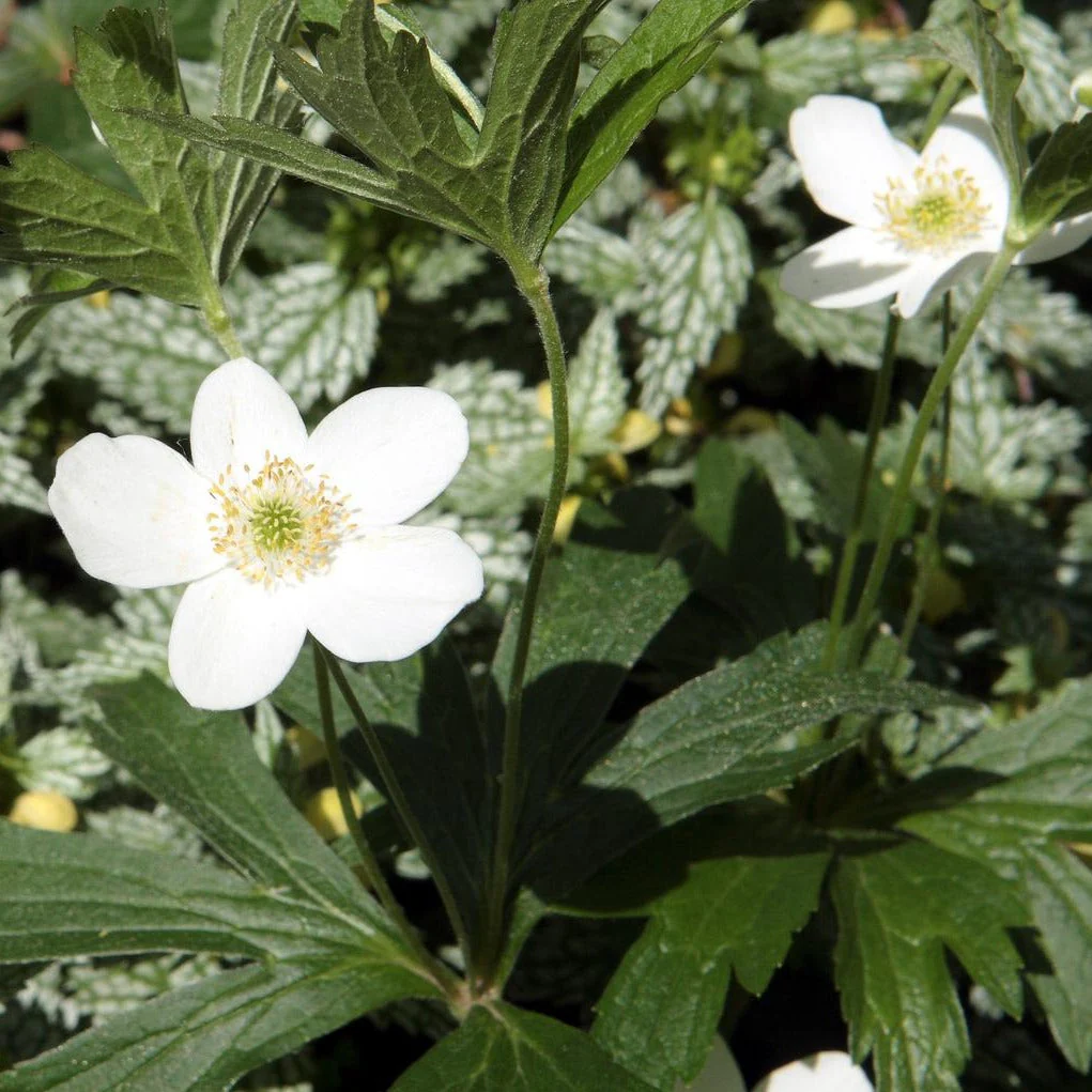 Anemone canadensis <br>WOOD ANEMONE, CANADIAN