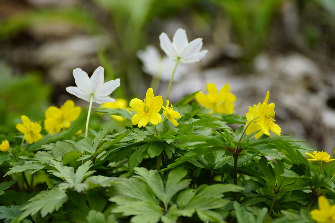 Anemone canadensis <br>WOOD ANEMONE, CANADIAN - Image 2