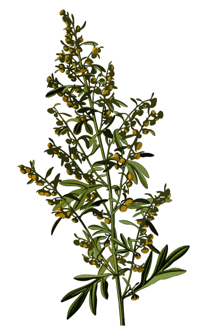 Artemisia absinthium <br>WORMWOOD ARTEMISIA
