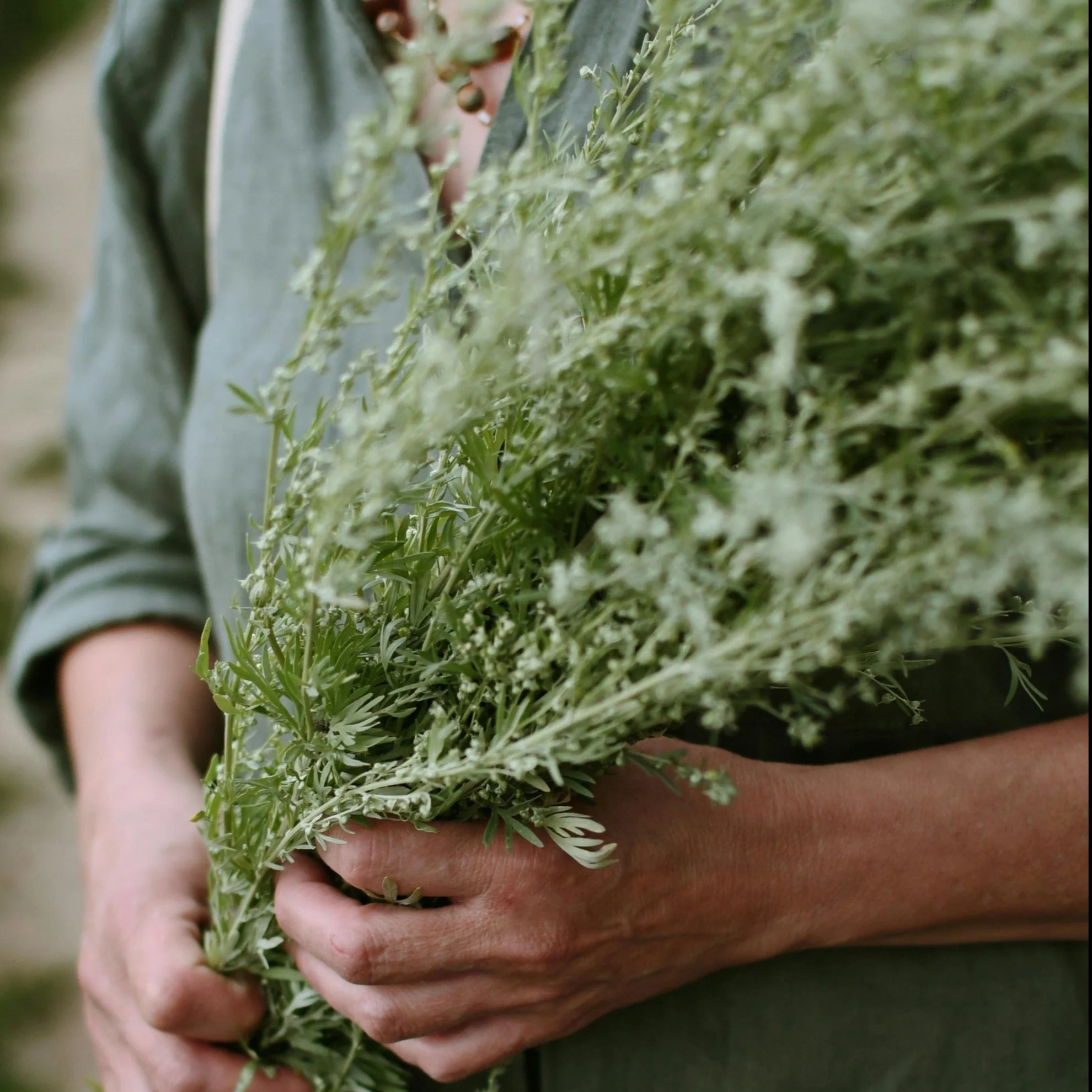 Artemisia absinthium <br>WORMWOOD ARTEMISIA - Image 2