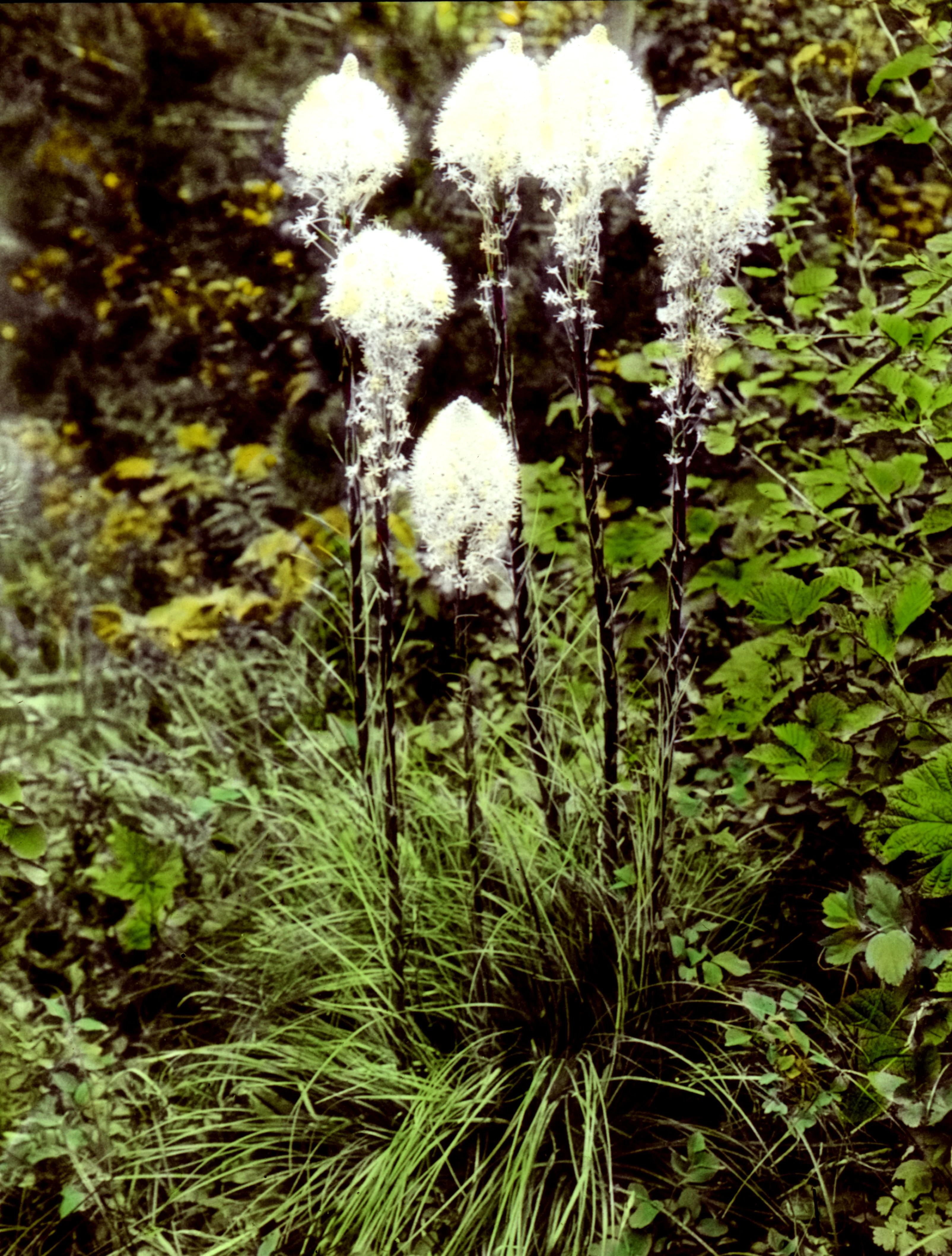 Xerophyllum tenax <br>BEAR GRASS - Image 3