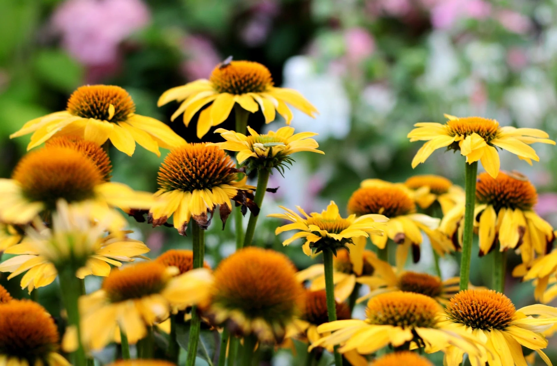 Echinacea paradoxa <br>YELLOW CONEFLOWER