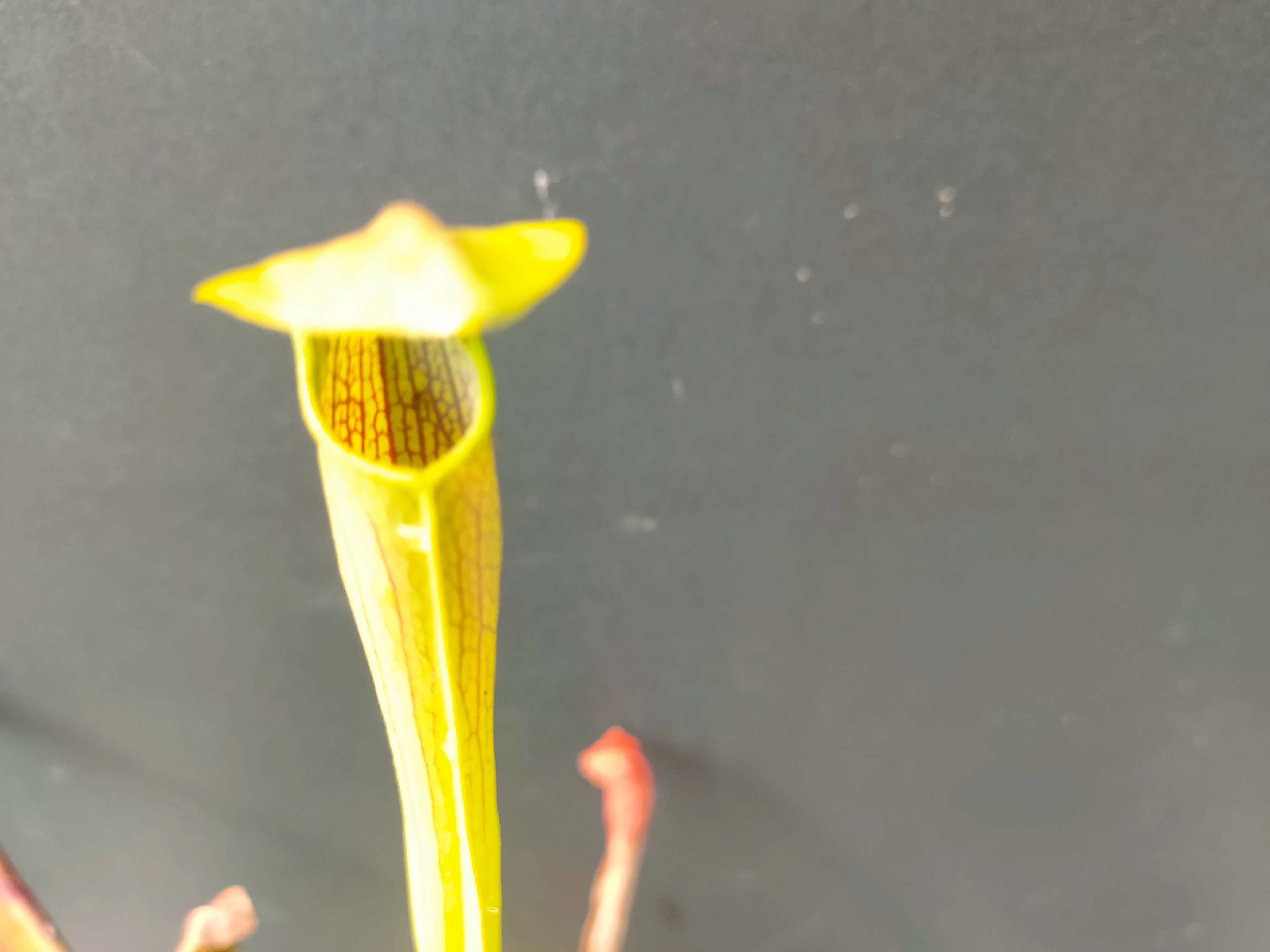 Sarracenia alata <br>PITCHER PLANT YELLOW - Image 2