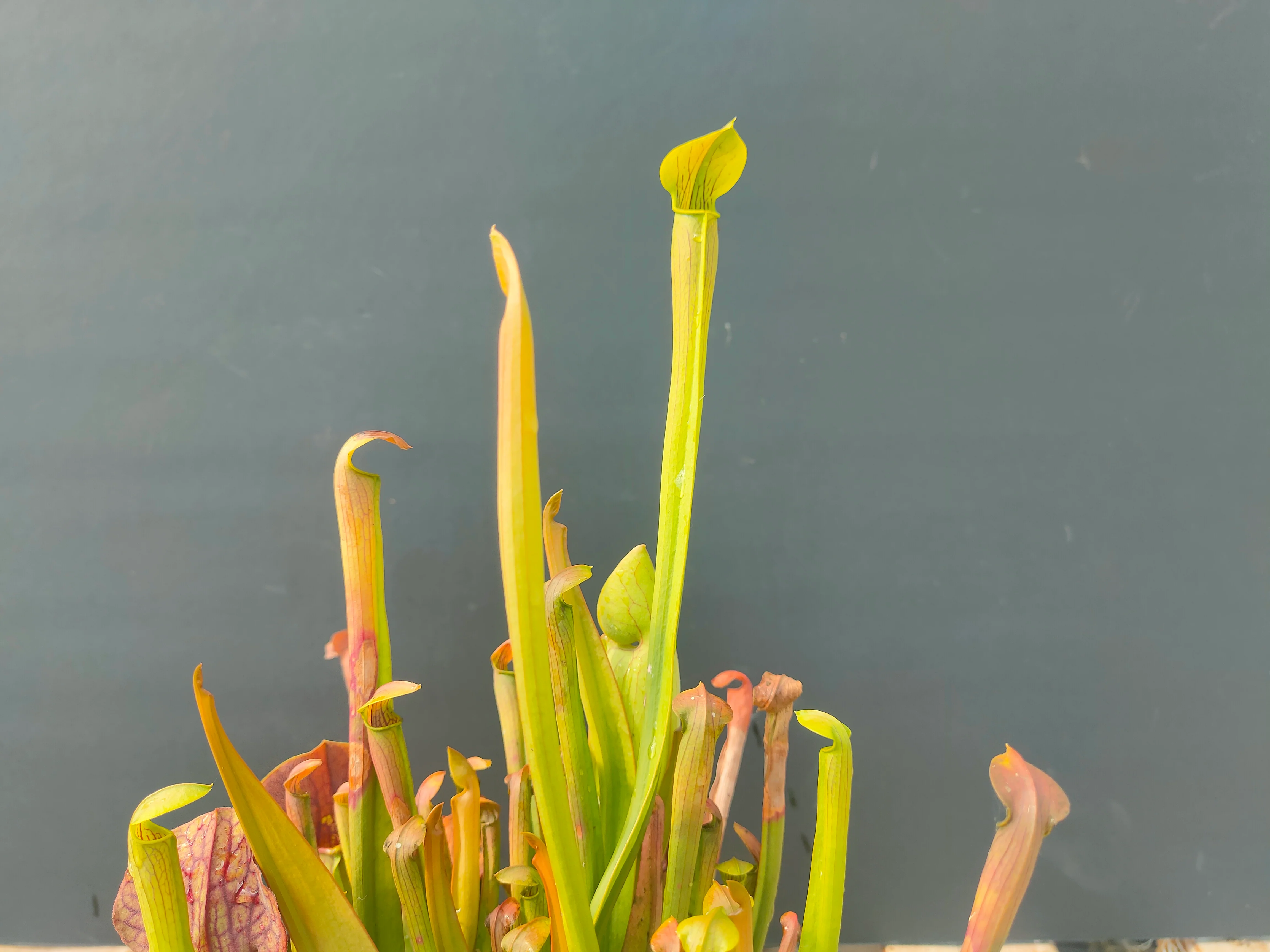 Sarracenia alata <br>PITCHER PLANT YELLOW - Image 3