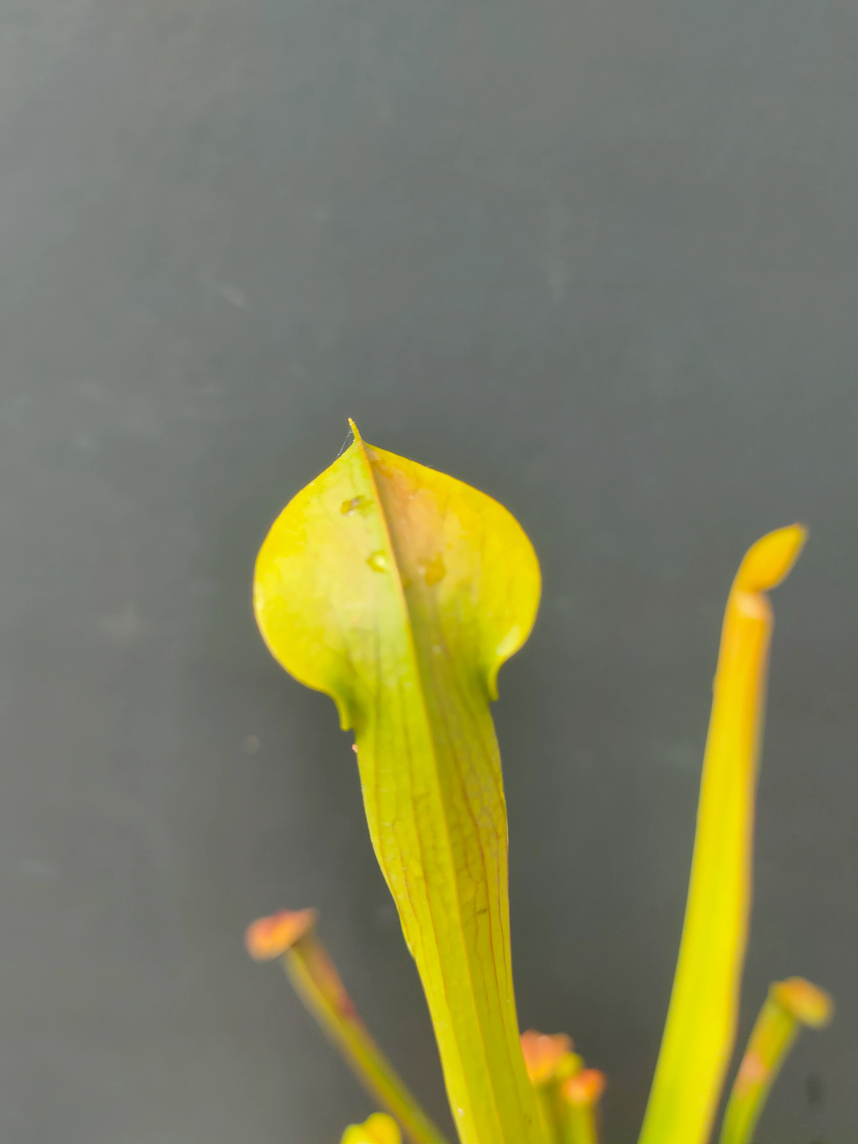 Sarracenia alata <br>PITCHER PLANT YELLOW - Image 4