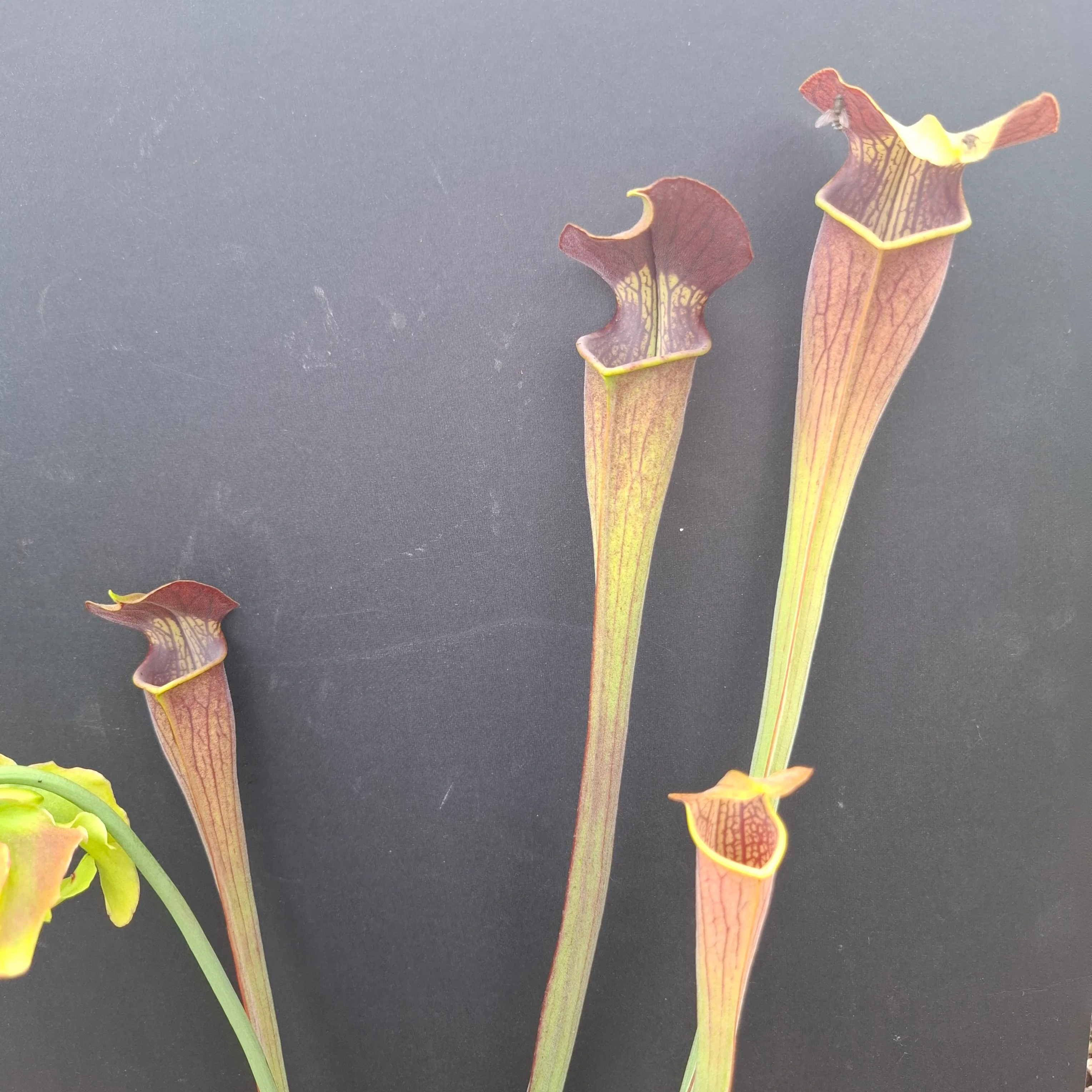 Sarracenia alata <br>PITCHER PLANT YELLOW - Image 5