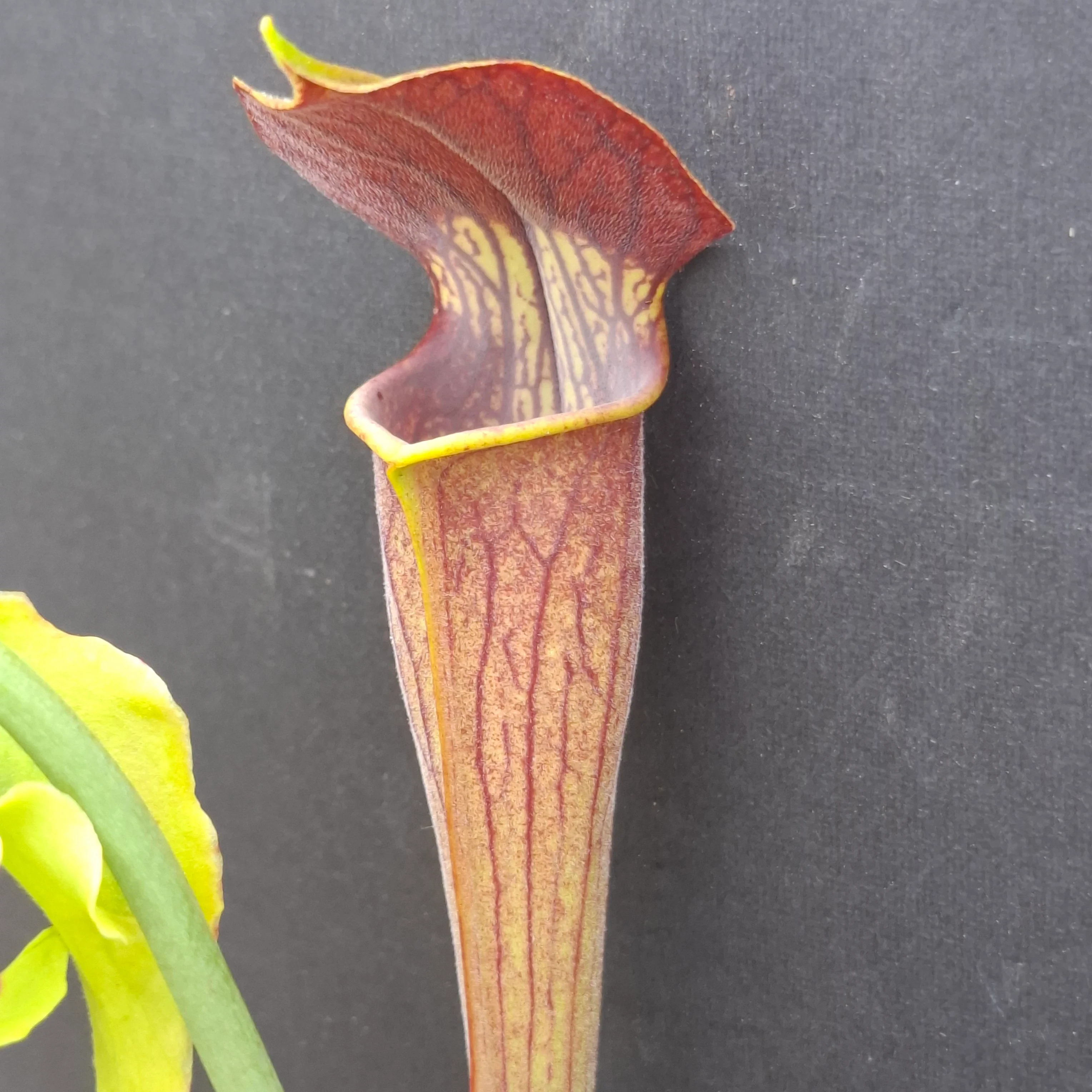 Sarracenia alata <br>PITCHER PLANT YELLOW - Image 6