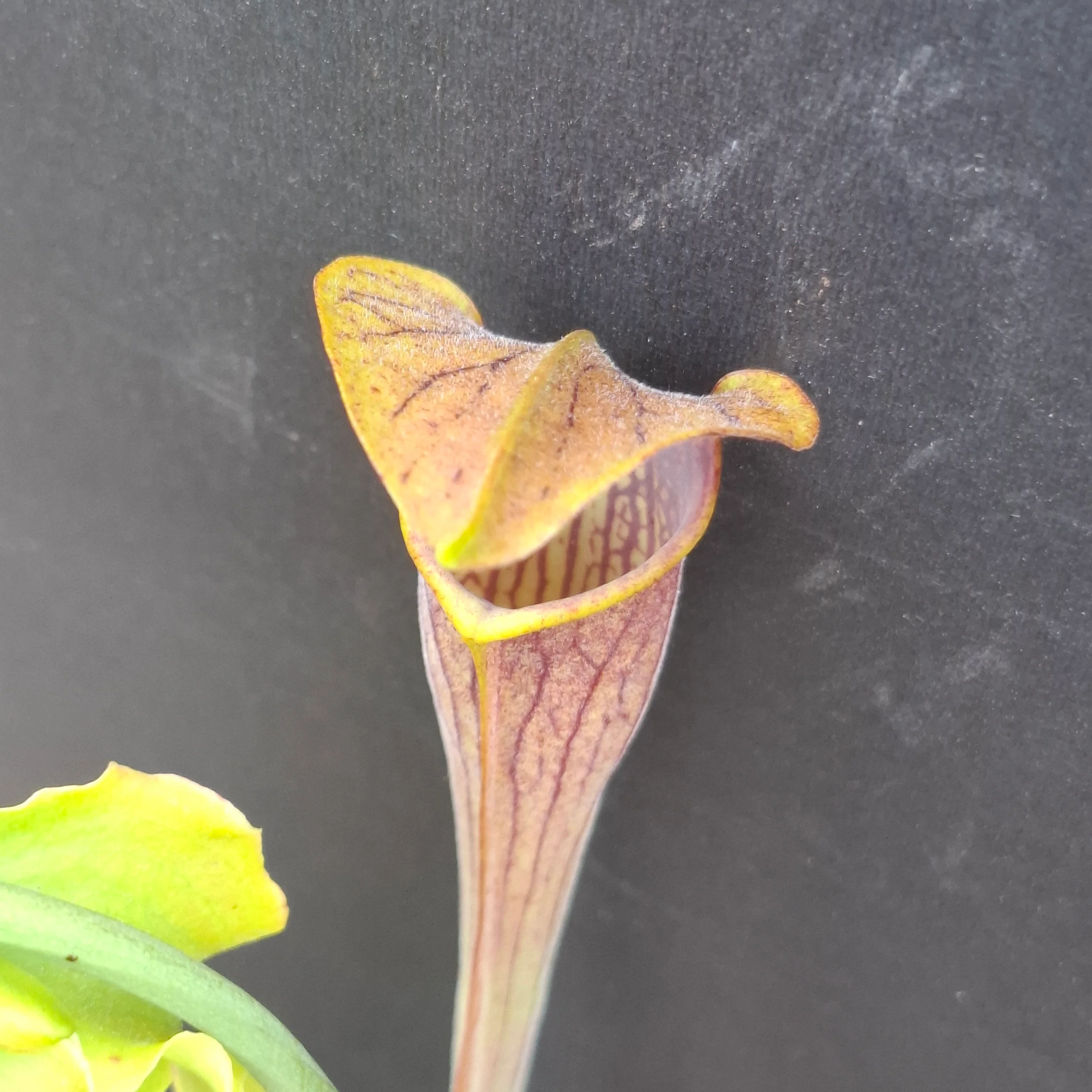 Sarracenia alata <br>PITCHER PLANT YELLOW - Image 7