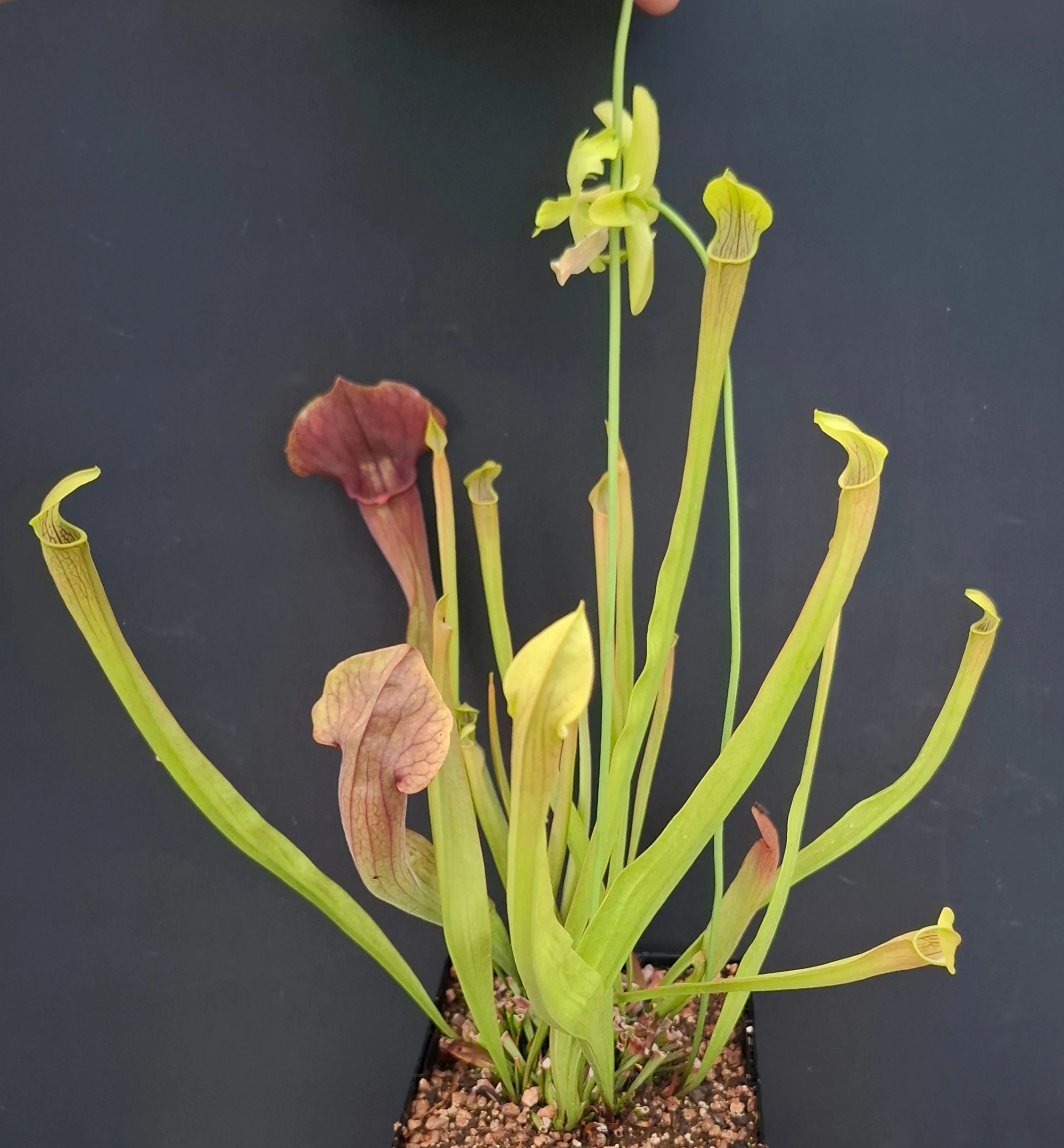 Sarracenia alata <br>PITCHER PLANT YELLOW - Image 8