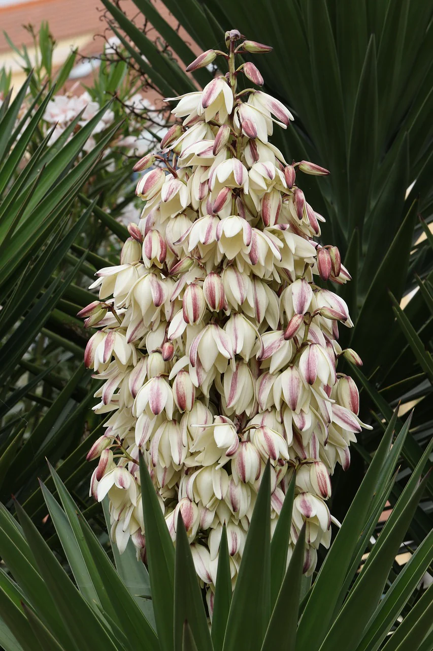 Yucca glauca <br>SOAPWEED, GREAT PLAINS YUCCA, ADAM'S NEEDLE