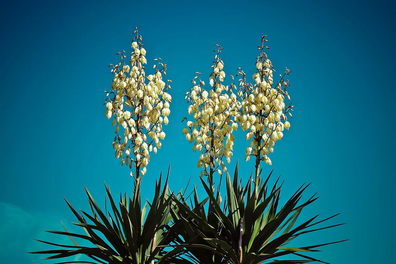 Yucca glauca <br>SOAPWEED, GREAT PLAINS YUCCA, ADAM'S NEEDLE - Image 3