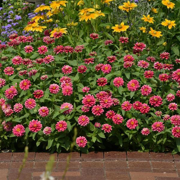Zinnia elegans <br>ZINNIA RASPBERRY RIPPLE - Image 2