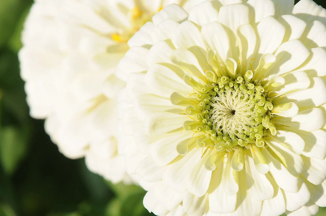 Zinnia elegans <br>ZINNIA GIANTS DAHLIA-STYLE MIX - Image 2