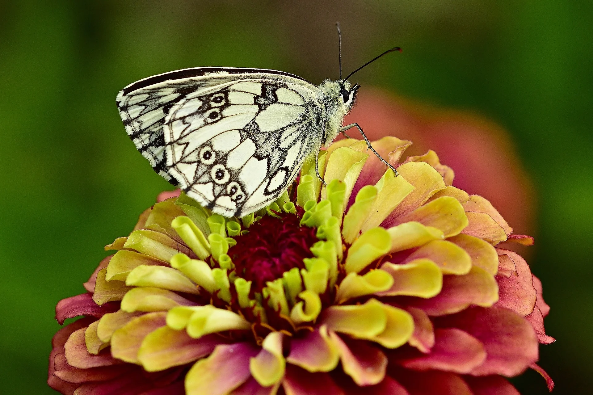 Zinnia elegans <br>ZINNIA QUEENY MIX, QUEEN - Image 3