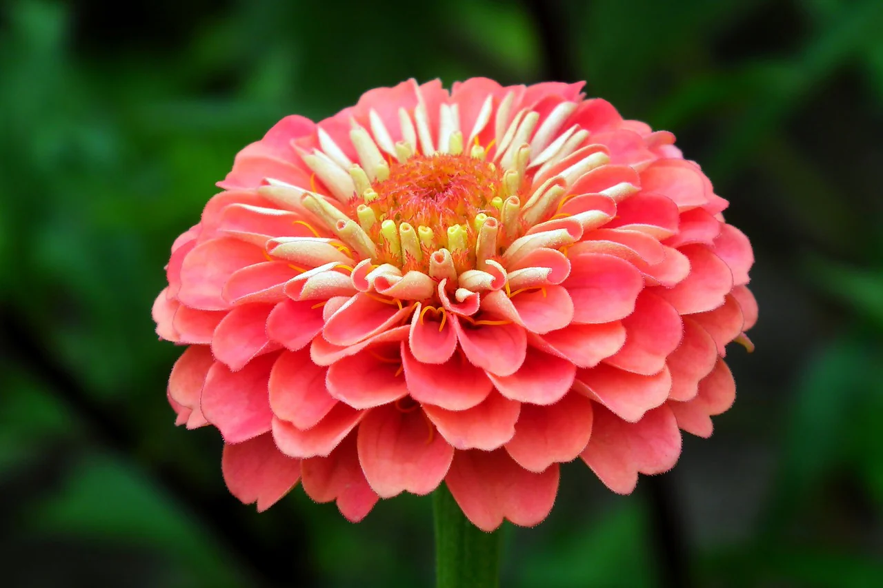Zinnia elegans <br>ZINNIA QUEENY MIX, QUEEN - Image 4
