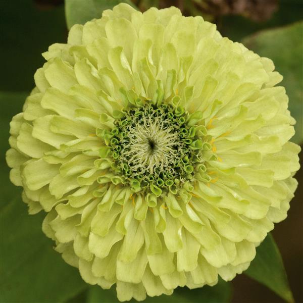 Zinnia elegans <br>ZINNIA QUEENY MIX, QUEEN - Image 5