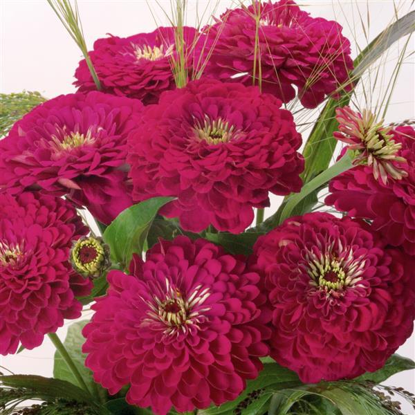 Zinnia elegans <br>ZINNIA GIANT WINE