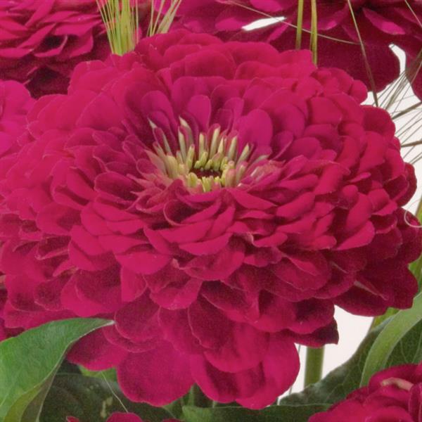 Zinnia elegans <br>ZINNIA GIANT WINE - Image 2