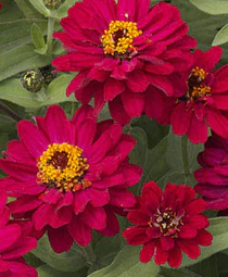 Zinnia elegans <br>ZINNIA PROFUSION DOUBLE HOT CHERRY