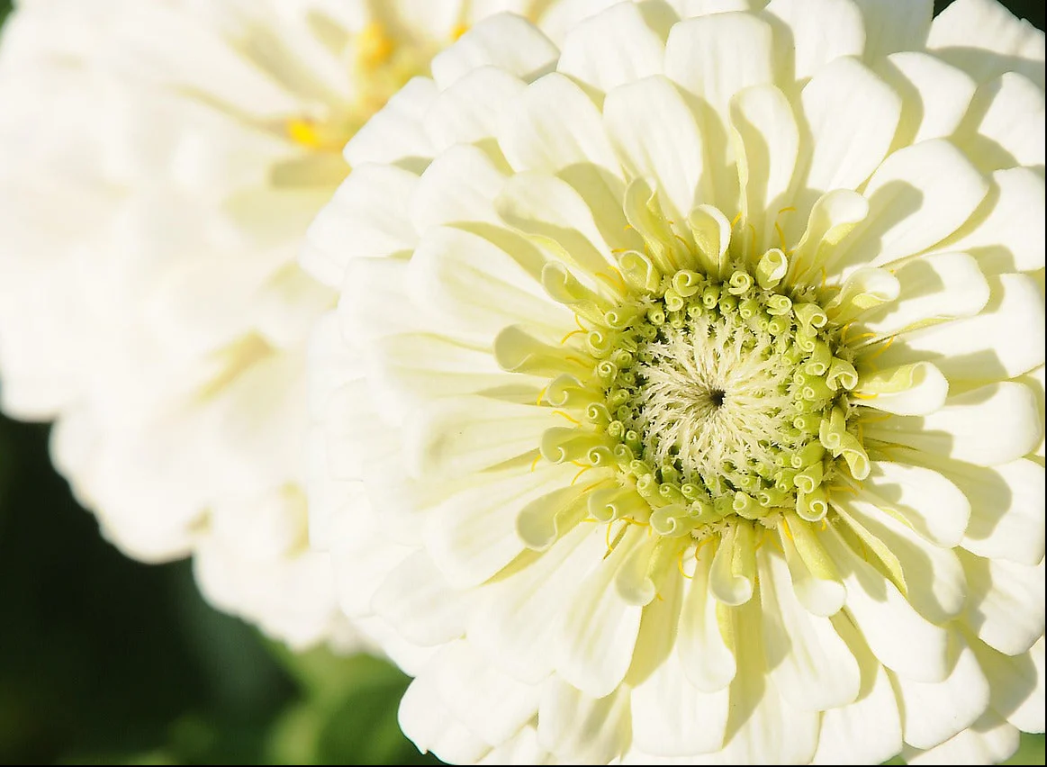 Zinnia elegans <br>ZINNIA GIANT WHITE DAHLIA-FLOWERED - Image 2