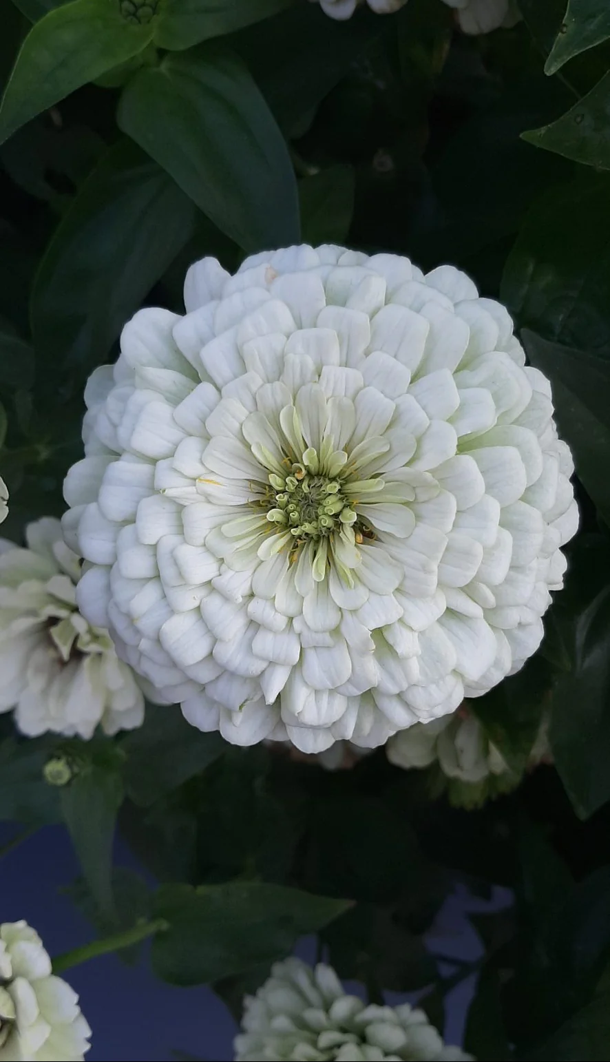 Zinnia elegans <br>ZINNIA GIANT WHITE DAHLIA-FLOWERED - Image 3